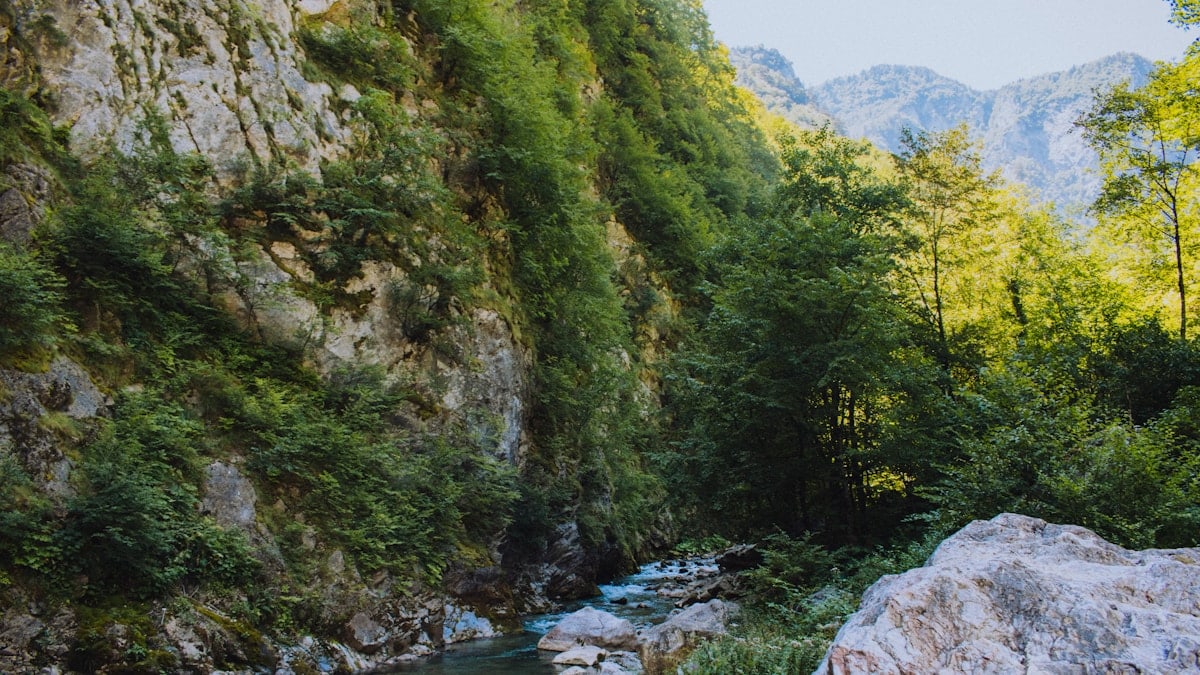 river between green trees during daytime
